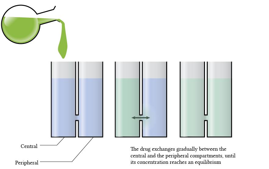 two compartment model - in the absence of elimination