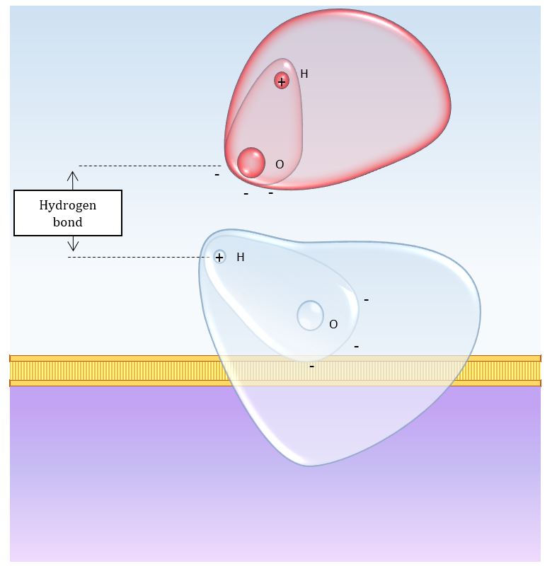 Hydrogen bond