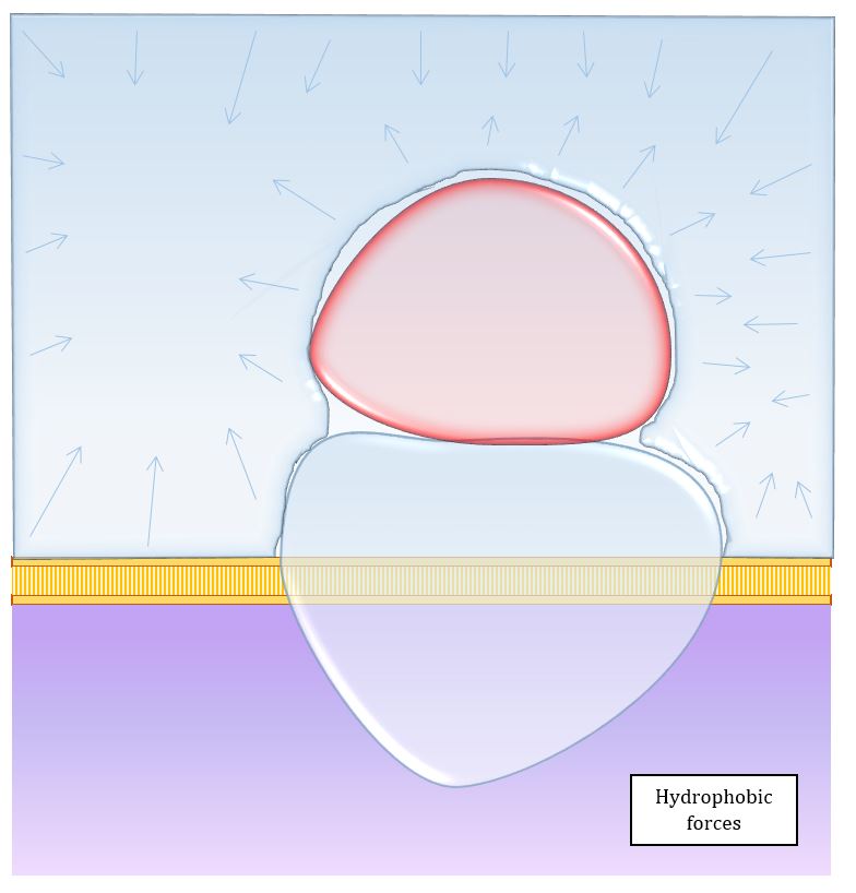 hydrophobic forces