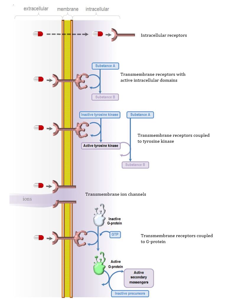 interactions of drugs and receptors