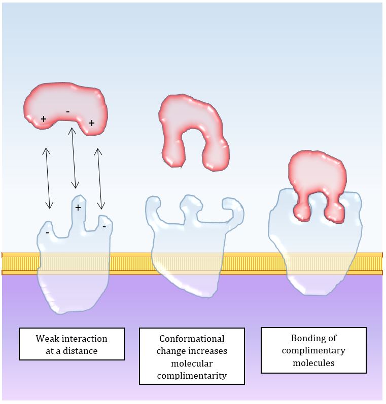 molecular complimentarity