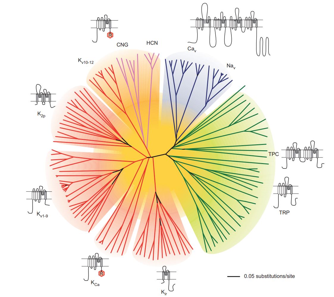 voltage-gated channel families from Yu & Catterall, 2004