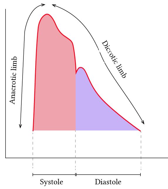 Anacrotic and dicrotic limbs of the arterial pulse waveform