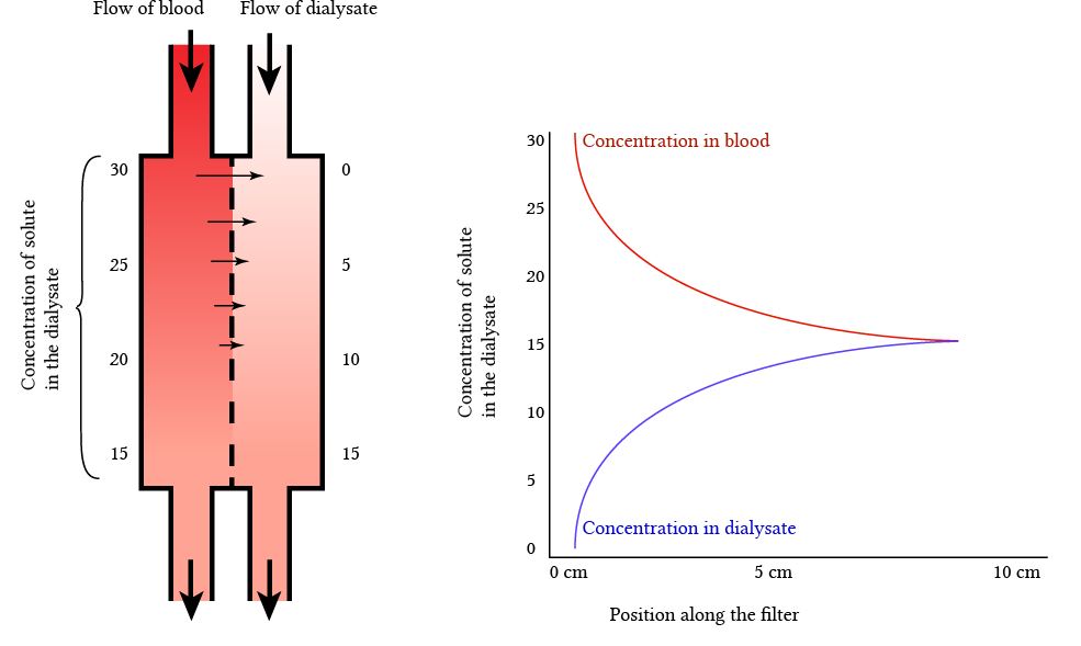 concurrent diffusion in a dialysis filter