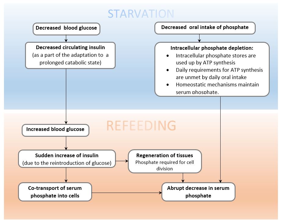 mechanism of refeeding syndrome