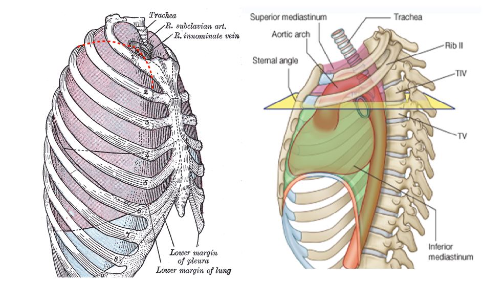 relationship of the manubriosternal joint and the carina