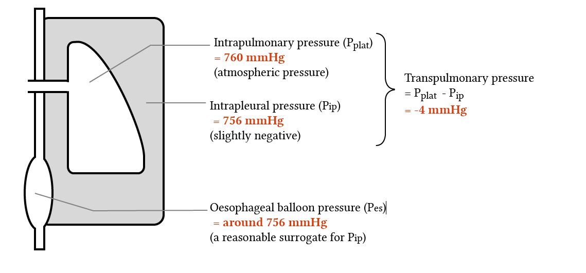 transpulmonary pressure and oesophageal manometry pressure