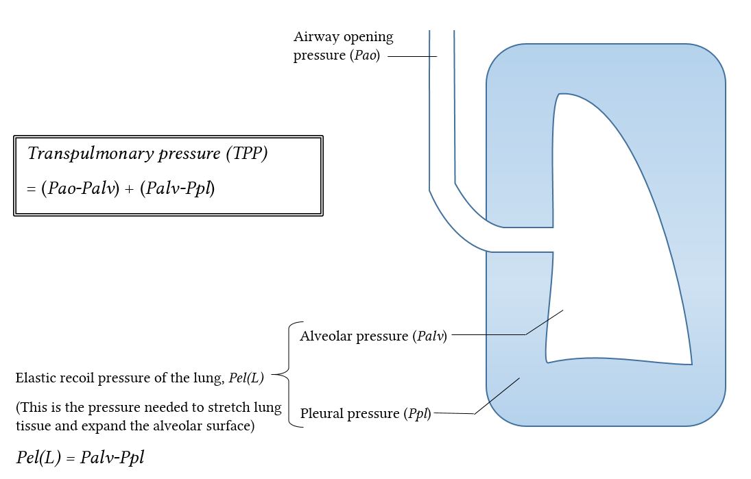 Transpulmonary pressure diagram